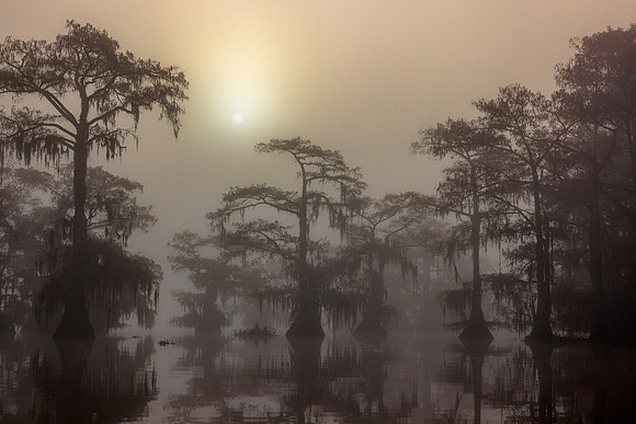 Shadow Forest