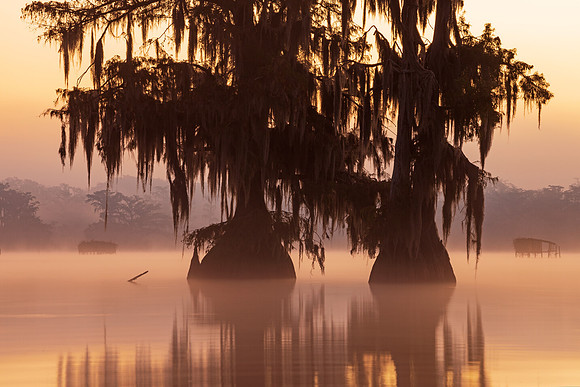 Whispers of the Morning
