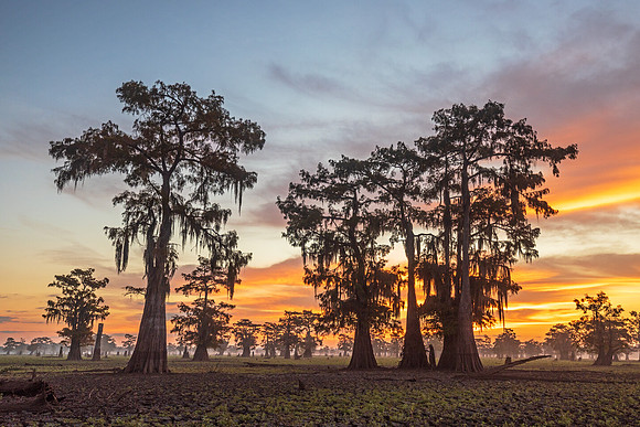 Harvest Sunrise
