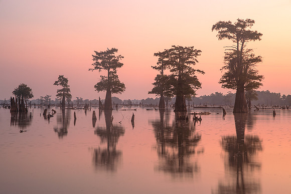 Roseate Sunrise
