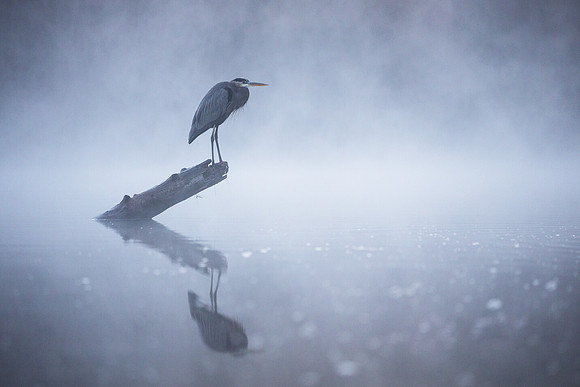 Desolate Bayou