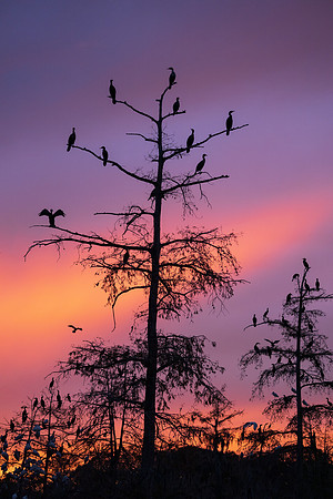 Cormorant Sunset