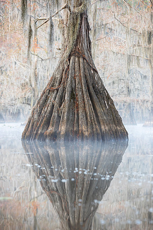 Trinity Cypress