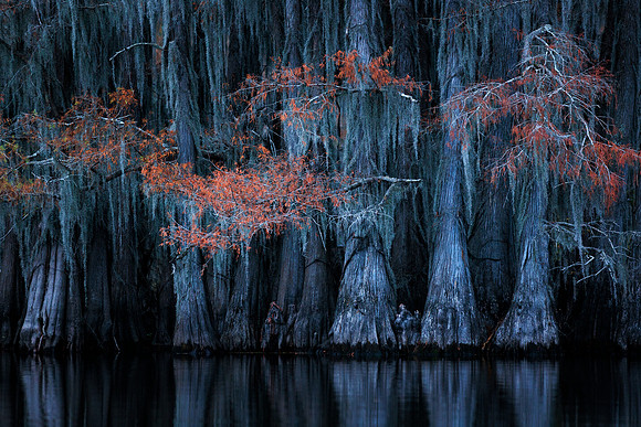 Haunted Cypress