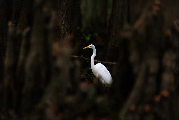 Lurking Among the Cypress