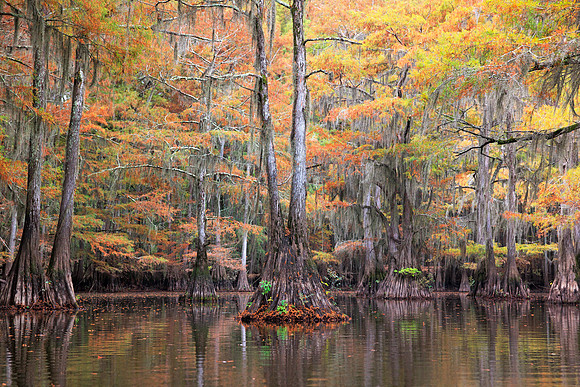 Immersed in the Fall