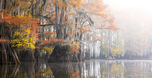 Bayou Color
