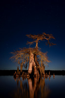 Craggy Cypress