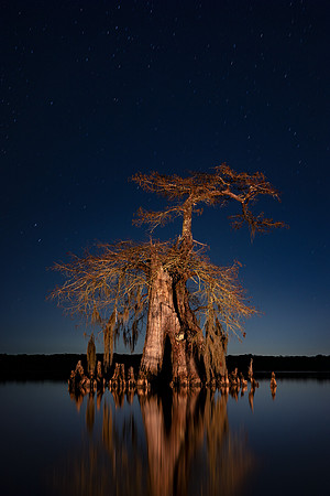 Craggy Cypress