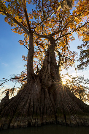 Under a Giant
