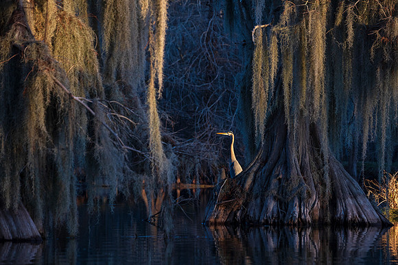 Spotlighted Heron