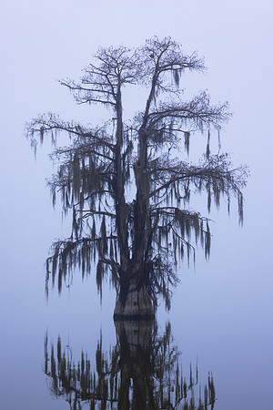 Skeleton Cypress