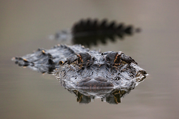 Predator
