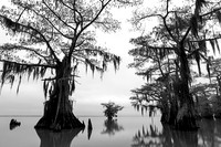 Elders of the Atchafalaya