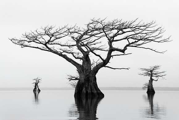 Cypress Gesture