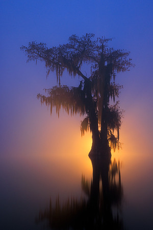 A Light Within the Fog