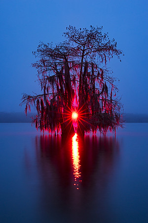 Blood Cypress