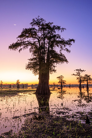 Crescent and Cypress