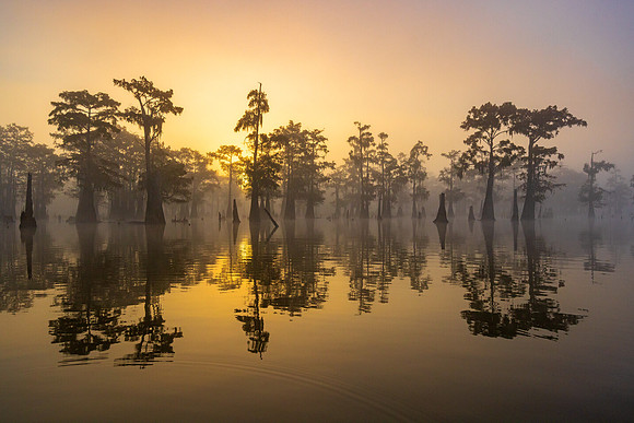 Atchafalaya Golden Sunrise
