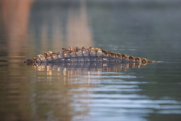 Tail Fin