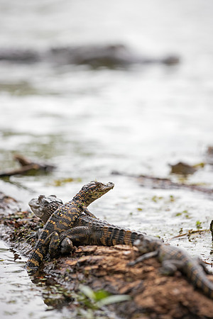 Watchful Mama