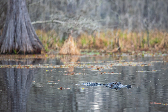 Watchful Gator