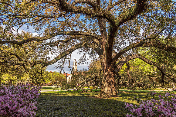 Spring in the Quad