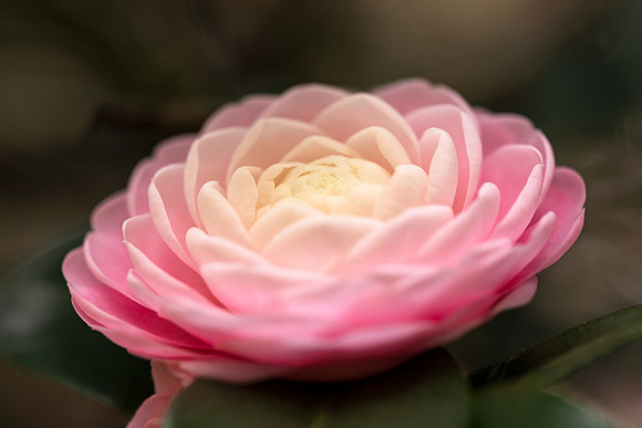 Camellia Saucer
