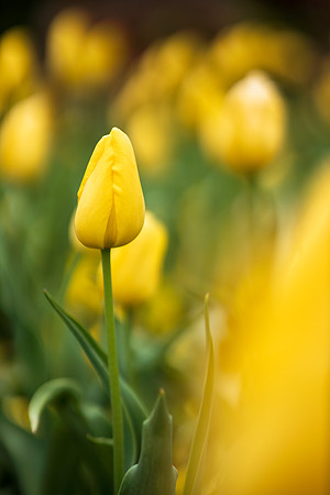 Jaune