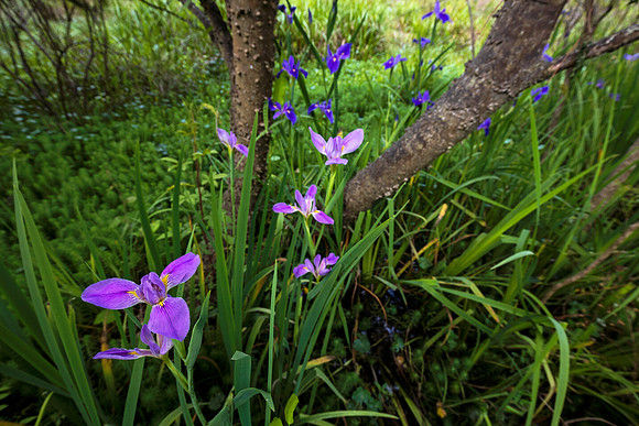 Louisiana Irises