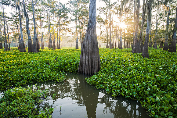 Deep in the Atchafalaya