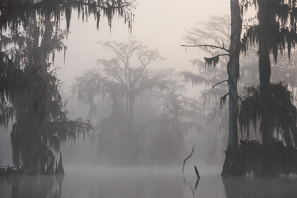 See Through the Fog