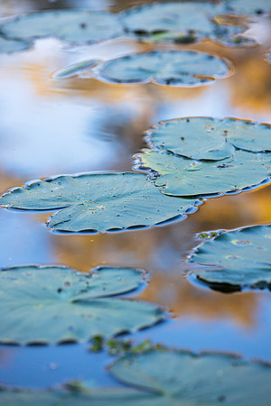 Morning Lily Pads
