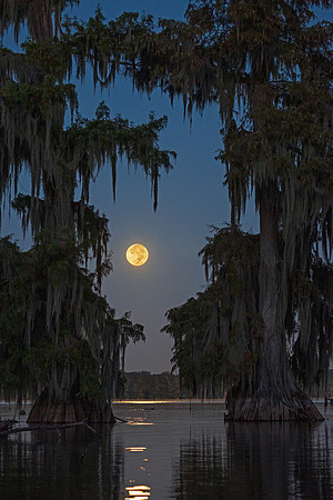 Dancing in the Moonlight