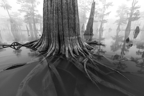 Roots in the Atchafalaya