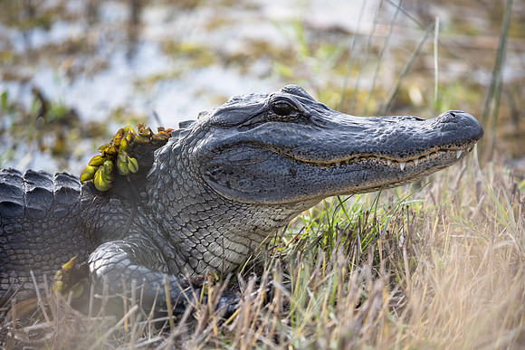 Toothy Grin