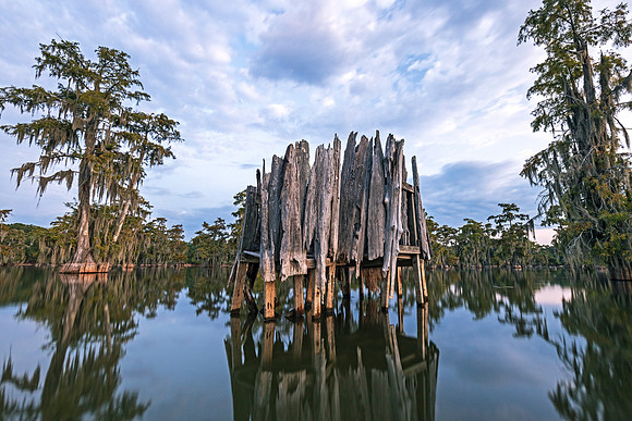 Cypress Blind