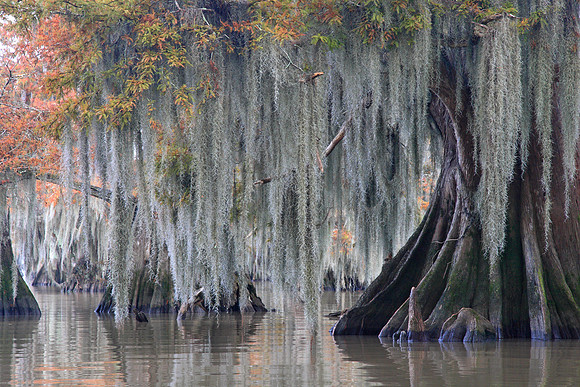 Gray Curtain