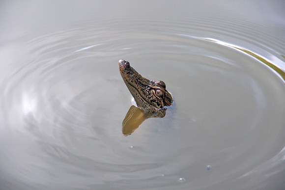 Curious Gator