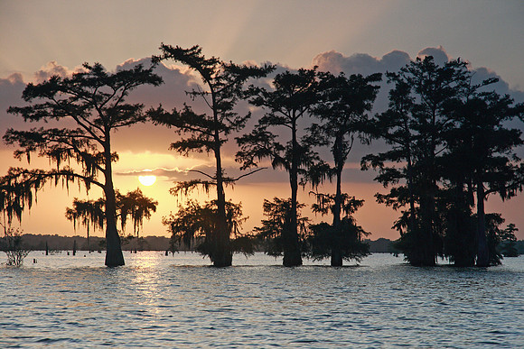Cypress Sunset