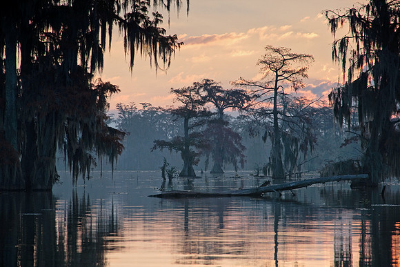 Cypress Dawn