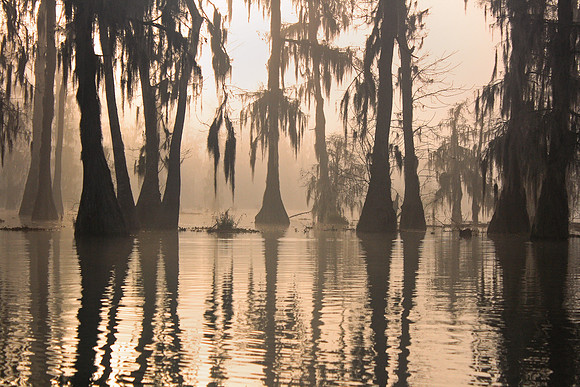 Through the Cypress