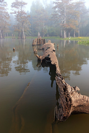 Fallen Cypress
