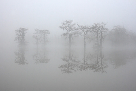 Swamp Soup