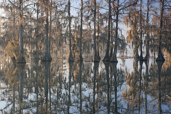 Winter Cypress Reflection