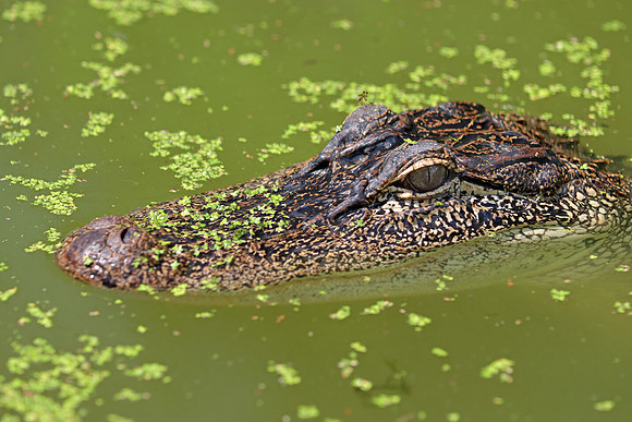Duckweed Gator