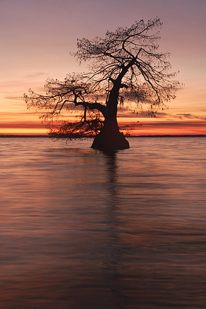 Cypress Bonsai Sunset
