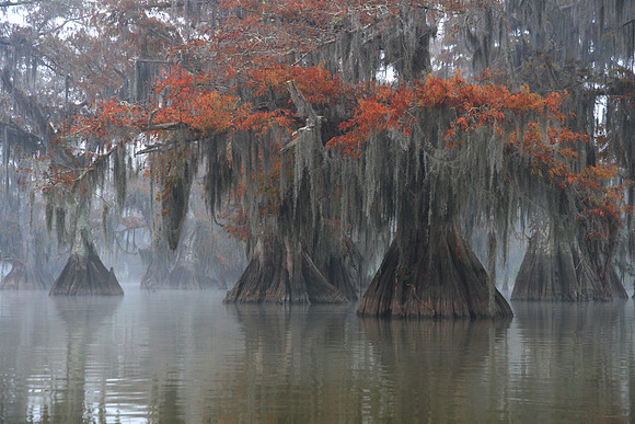 Rusted Cypress