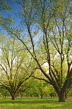 Pecan Orchard
