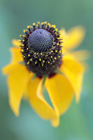 Mexican Hat Flower